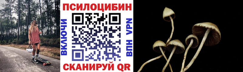 Галлюциногенные грибы Psilocybe Шилка